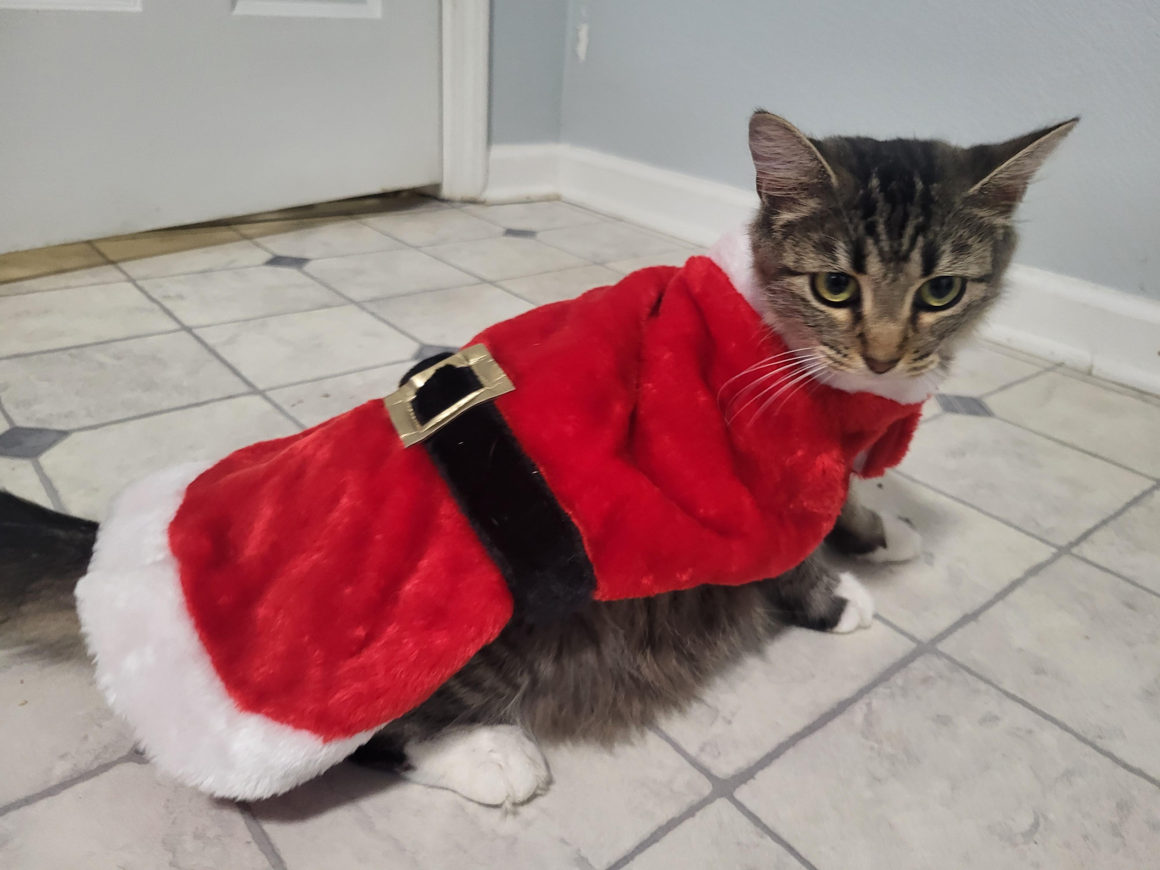 Enlarge Buttons, a ADOPTABLE Domestic Medium Hair in Greenwood, IN image 5/6