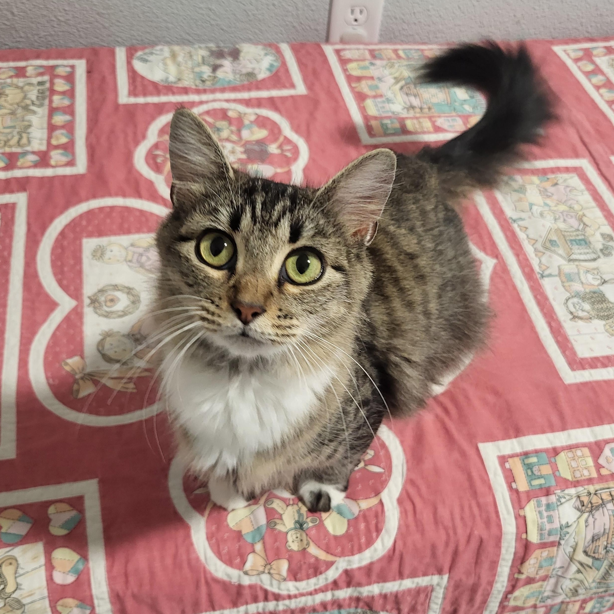 Enlarge Buttons, a ADOPTABLE Domestic Medium Hair in Greenwood, IN image 2/6