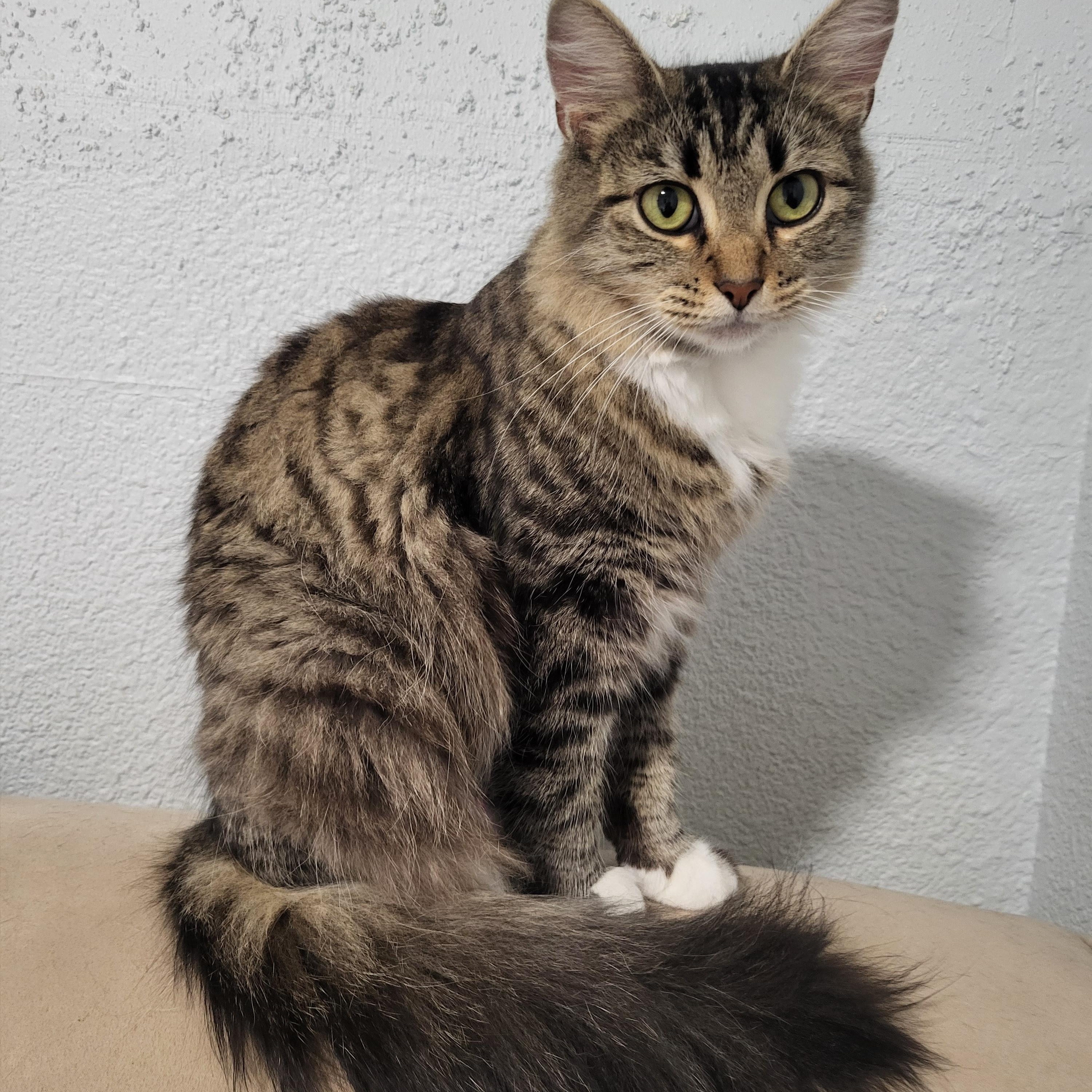 Enlarge Buttons, a ADOPTABLE Domestic Medium Hair in Greenwood, IN image 1/6