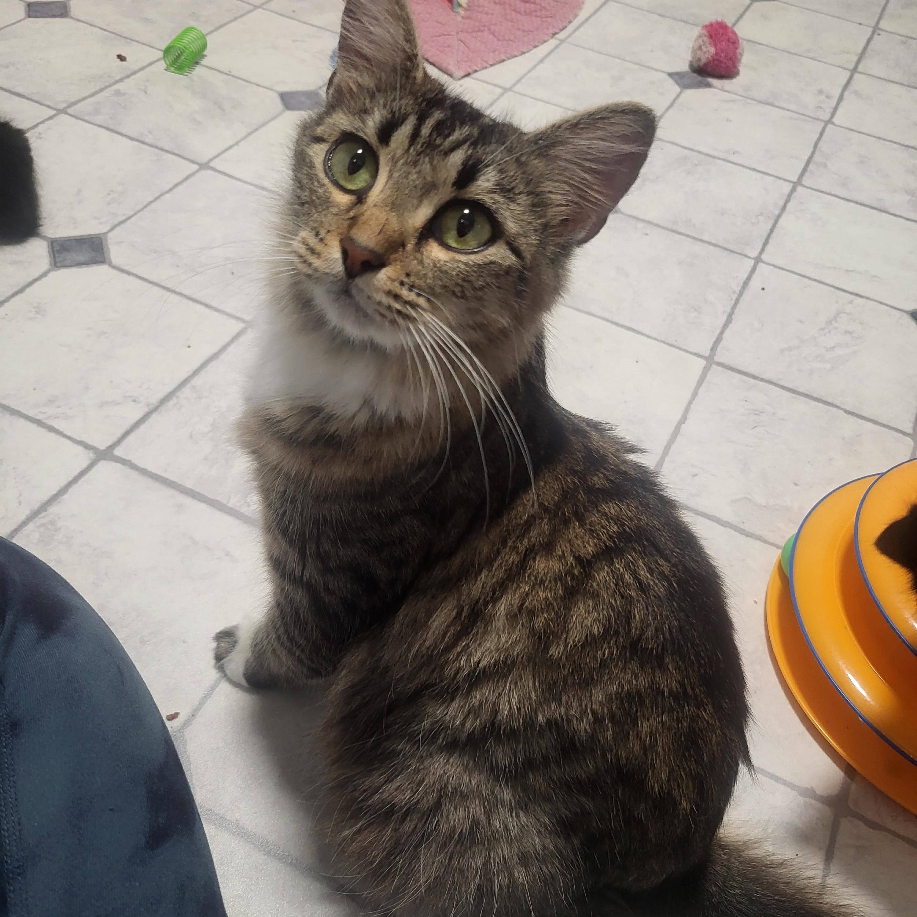 Enlarge Buttons, a ADOPTABLE Domestic Medium Hair in Greenwood, IN image 3/6