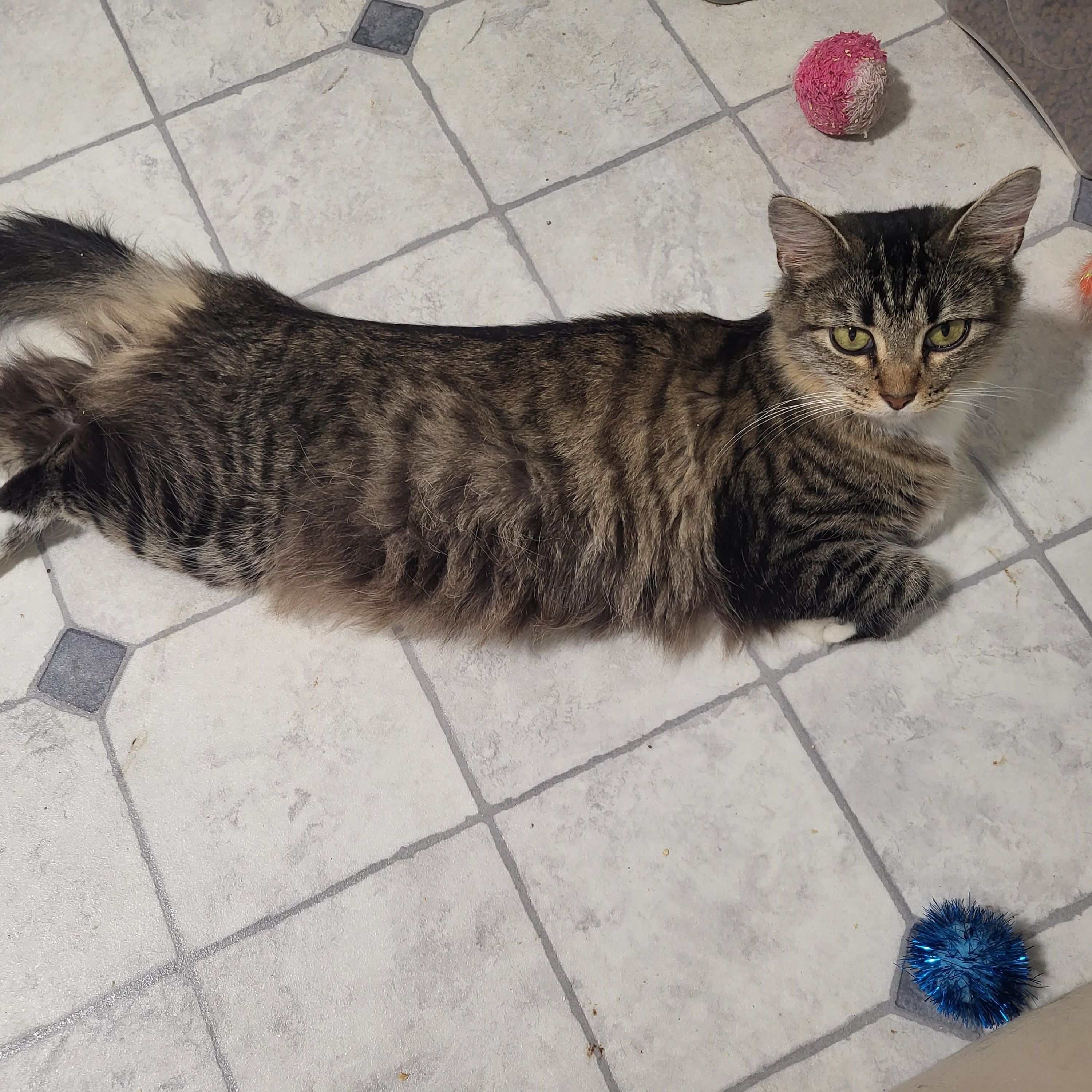 Enlarge Buttons, a ADOPTABLE Domestic Medium Hair in Greenwood, IN image 4/6