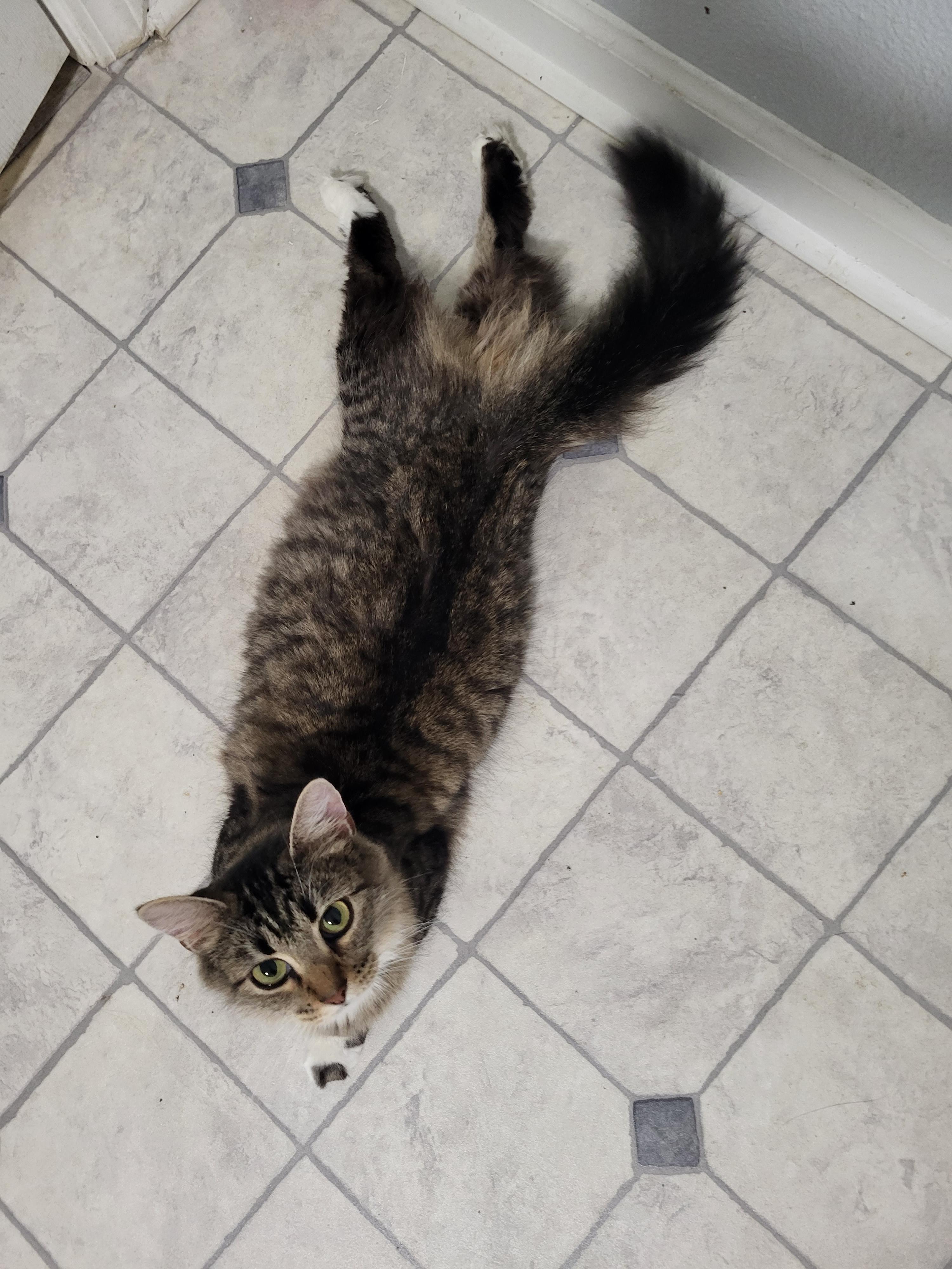 Enlarge Buttons, a ADOPTABLE Domestic Medium Hair in Greenwood, IN image 6/6