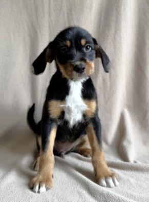 Enlarge Virginia, a ADOPTABLE mixed breed in Buffalo, MN image 1/1