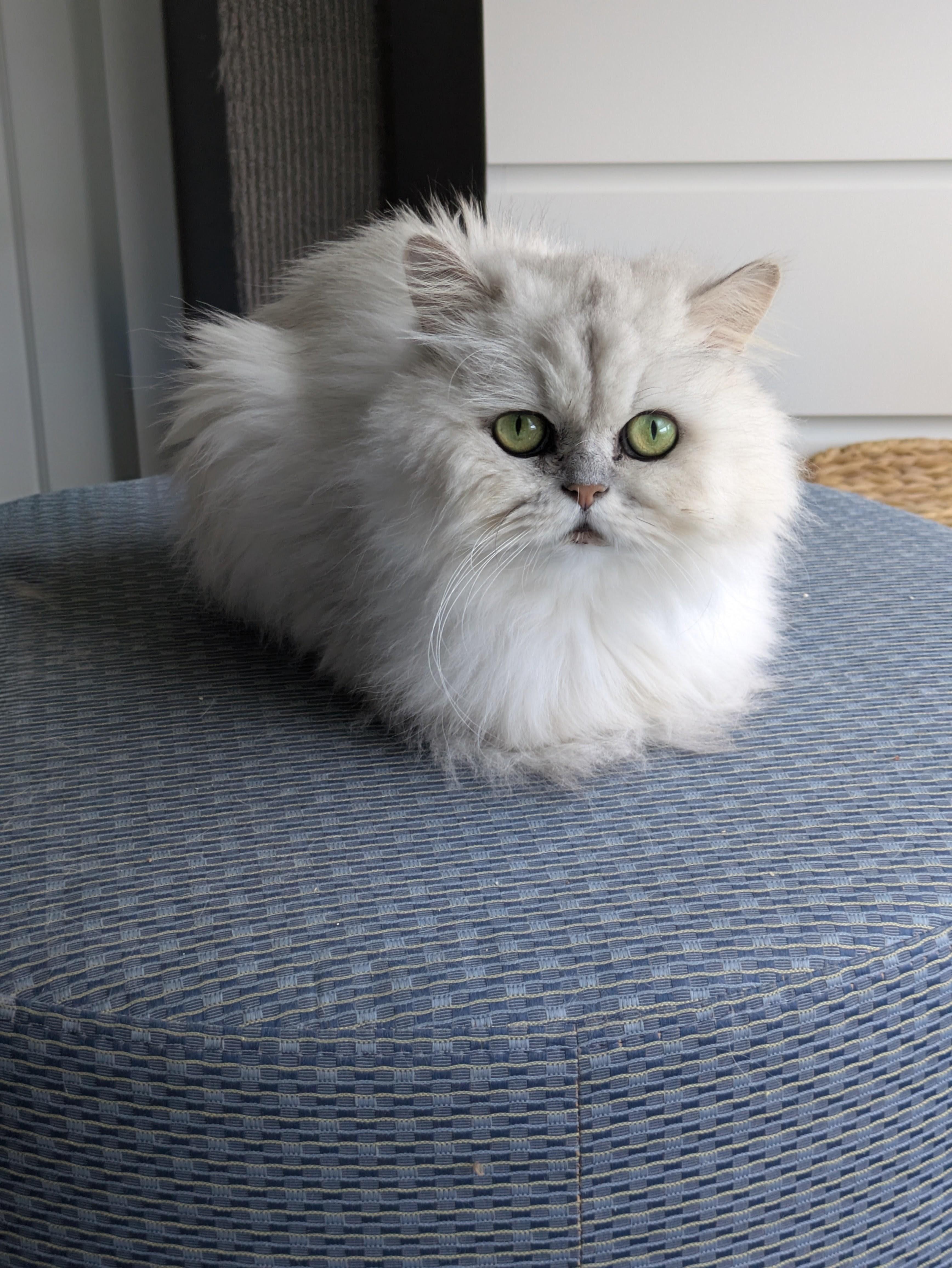 Enlarge Kodi, a Adoptable Persian in valparaiso, IN image 5/6