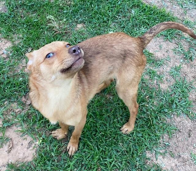Charlotte, ADOPTABLE, Adult Female Wirehaired Vizsla & Australian Kelpie.