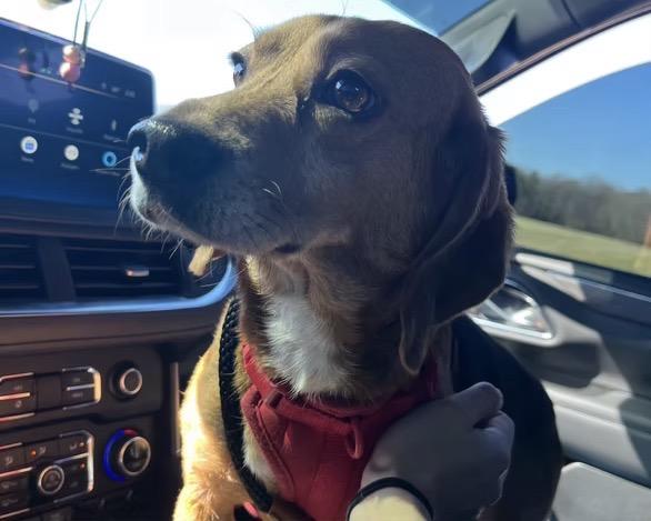 Enlarge Rudy, an adopted Beagle in Harrington, DE image 2/4