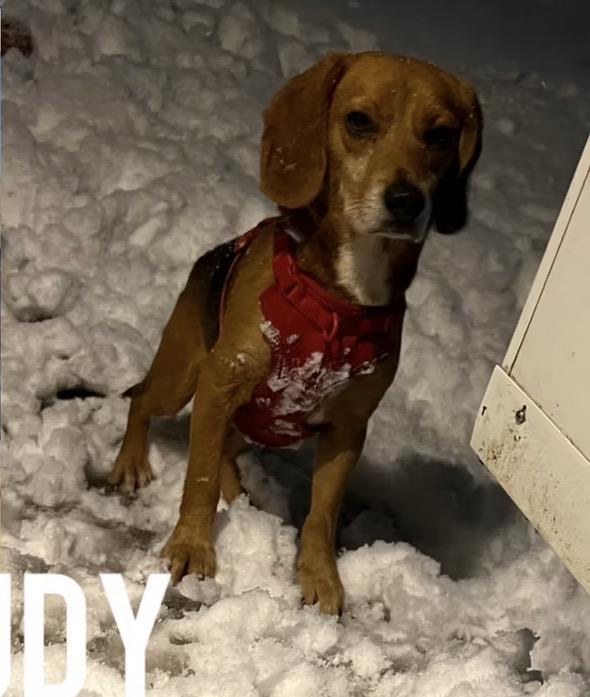 Rudy, adopted, Young Male Beagle.
