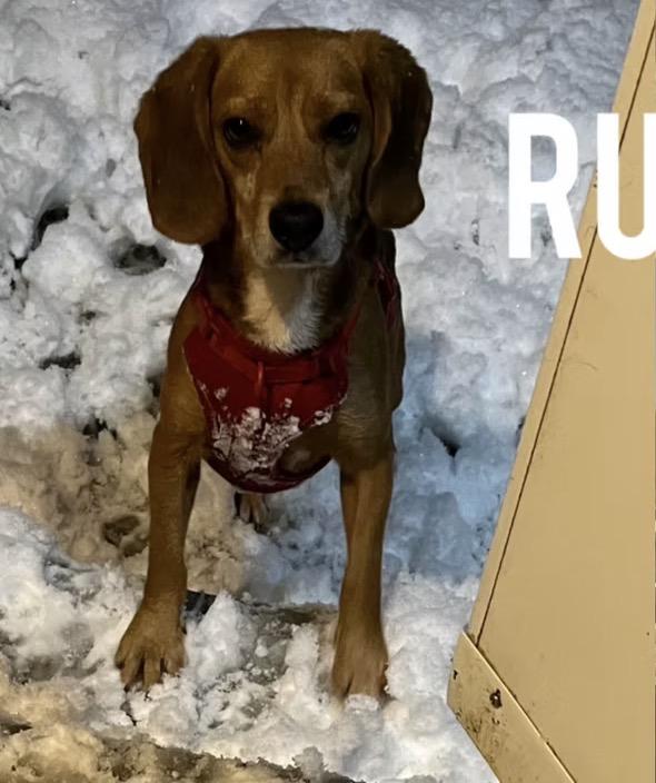 Enlarge Rudy, an adopted Beagle in Harrington, DE image 3/4