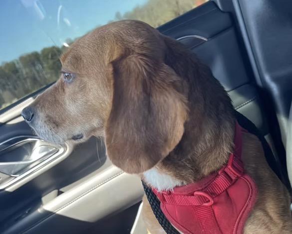 Enlarge Rudy, an adopted Beagle in Harrington, DE image 4/4