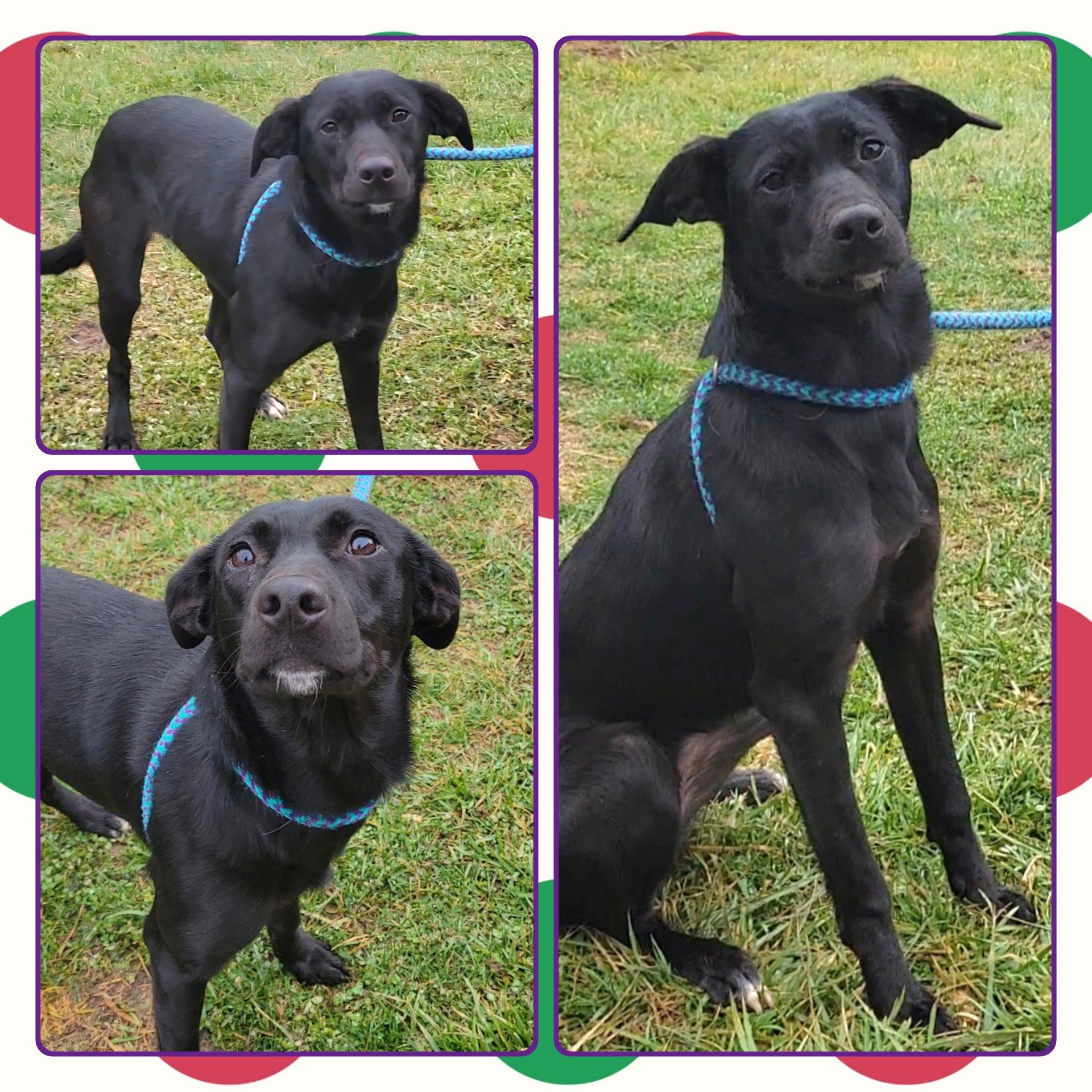 Enlarge AYLAH, a ADOPTABLE Mixed Breed in Buckhannon, WV image 1/1