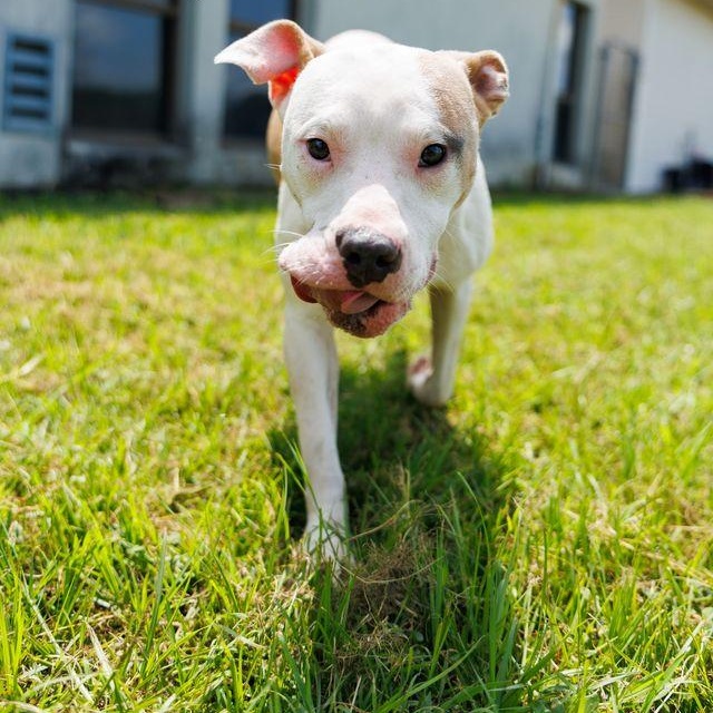 Jasper, an adoptable mixed breed in Valdosta, GA image 3/5