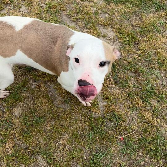 Enlarge Jasper, an adoptable mixed breed in Valdosta, GA image 5/5