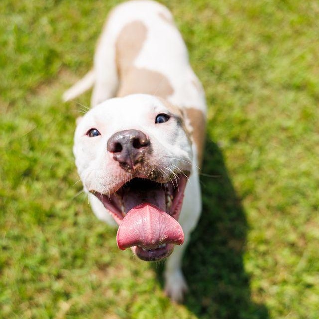 Jasper, an adoptable mixed breed in Valdosta, GA image 5/5