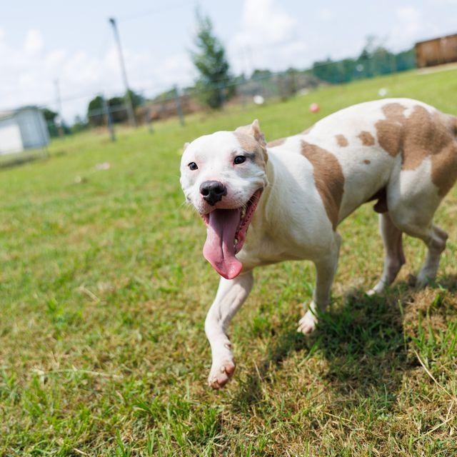 Jasper, an adoptable mixed breed in Valdosta, GA image 4/5
