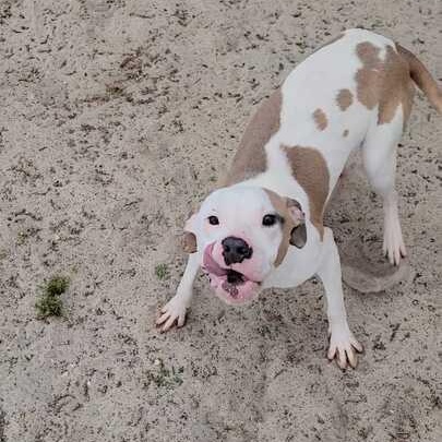 Enlarge Jasper, an adoptable mixed breed in Valdosta, GA image 3/5
