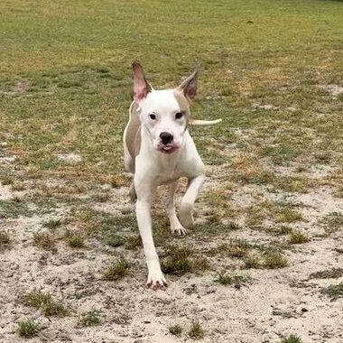 Enlarge Jasper, an adoptable mixed breed in Valdosta, GA image 2/5