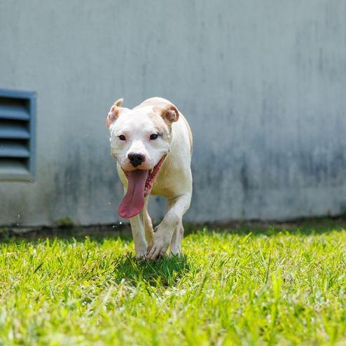 Jasper, an adoptable mixed breed in Valdosta, GA image 2/5