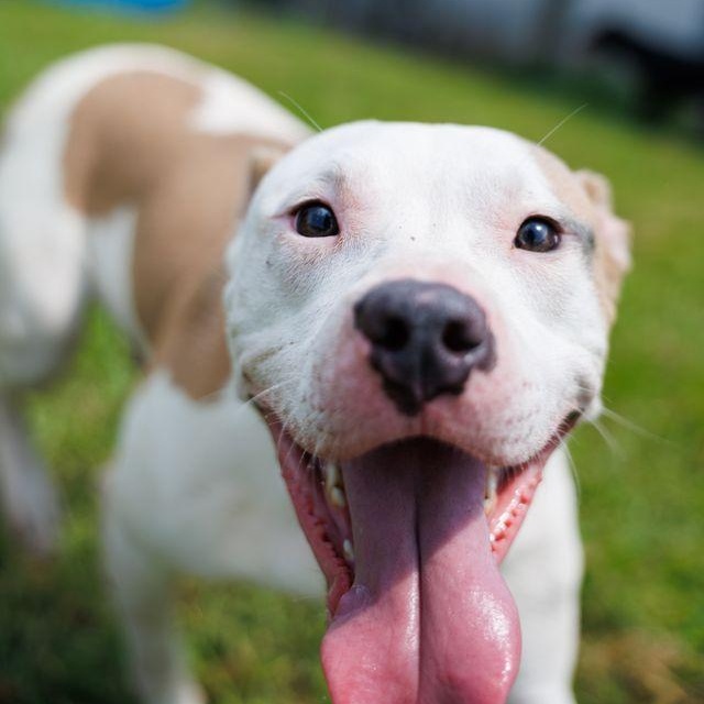Jasper, adoptable, Adult Male Pit Bull Terrier.