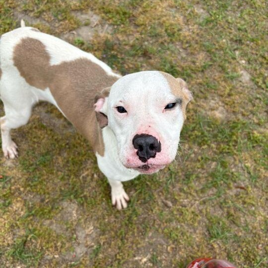 Enlarge Jasper, an adoptable mixed breed in Valdosta, GA image 4/5