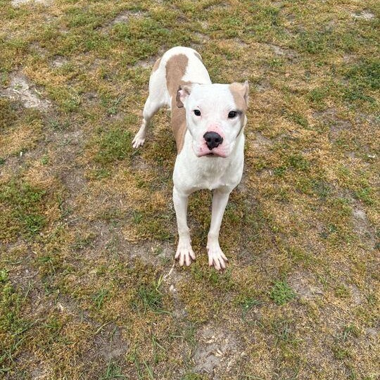 Jasper, adoptable, Adult Male Pit Bull Terrier.