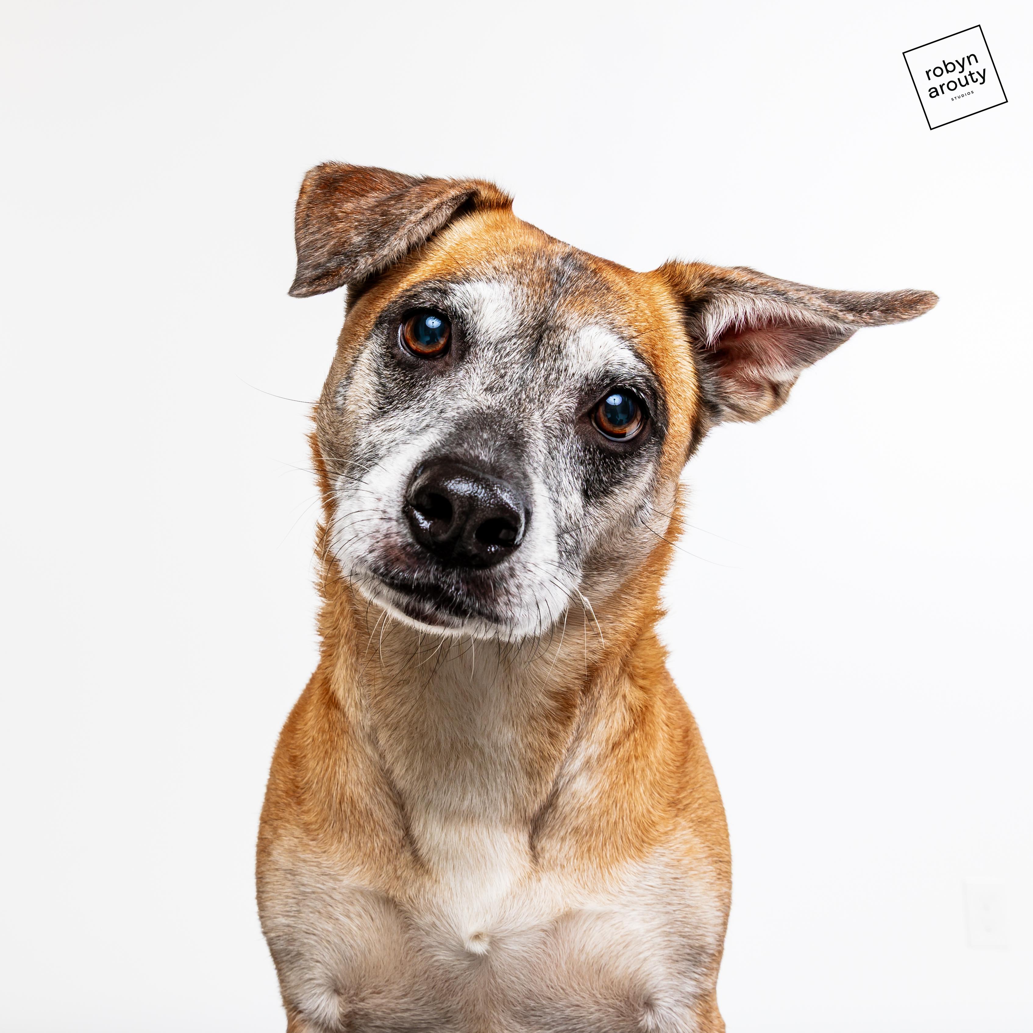 Enlarge Malone, a ADOPTABLE mixed breed in Houston, TX image 1/4
