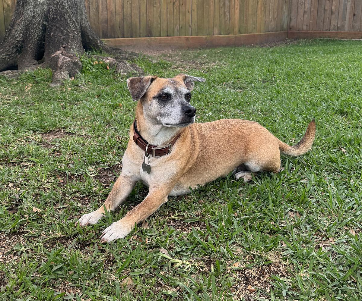 Enlarge Malone, a ADOPTABLE mixed breed in Houston, TX image 3/4