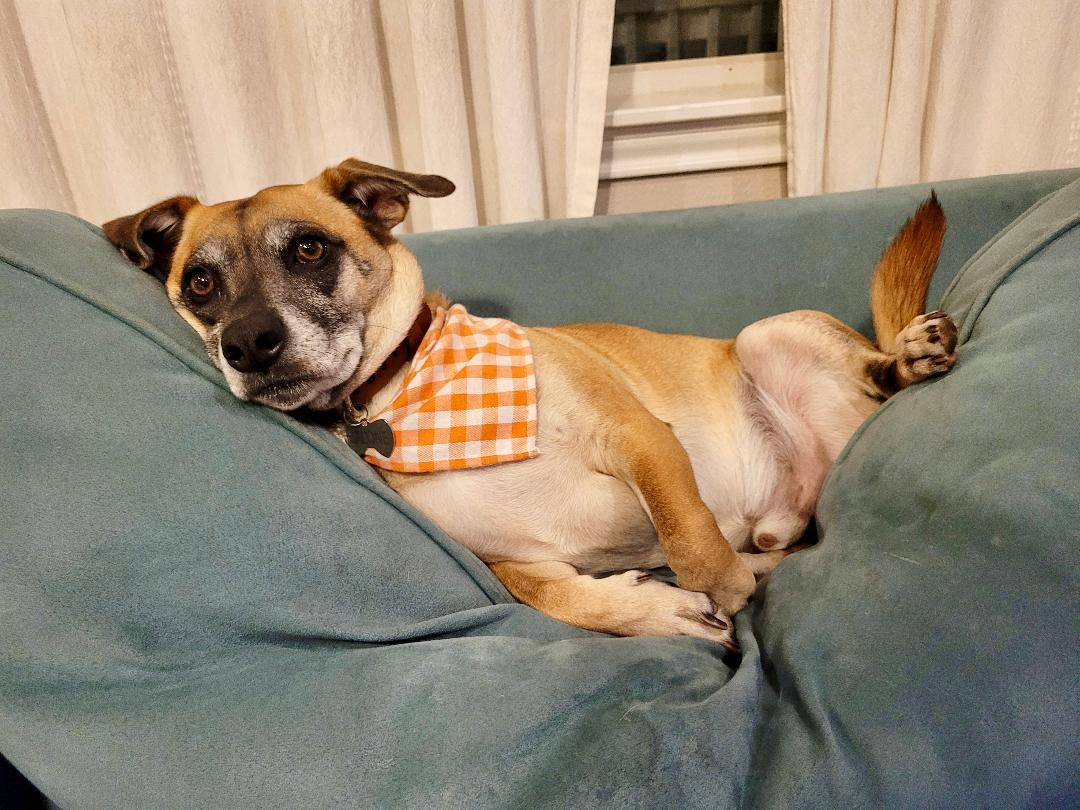 Enlarge Malone, a ADOPTABLE mixed breed in Houston, TX image 2/4