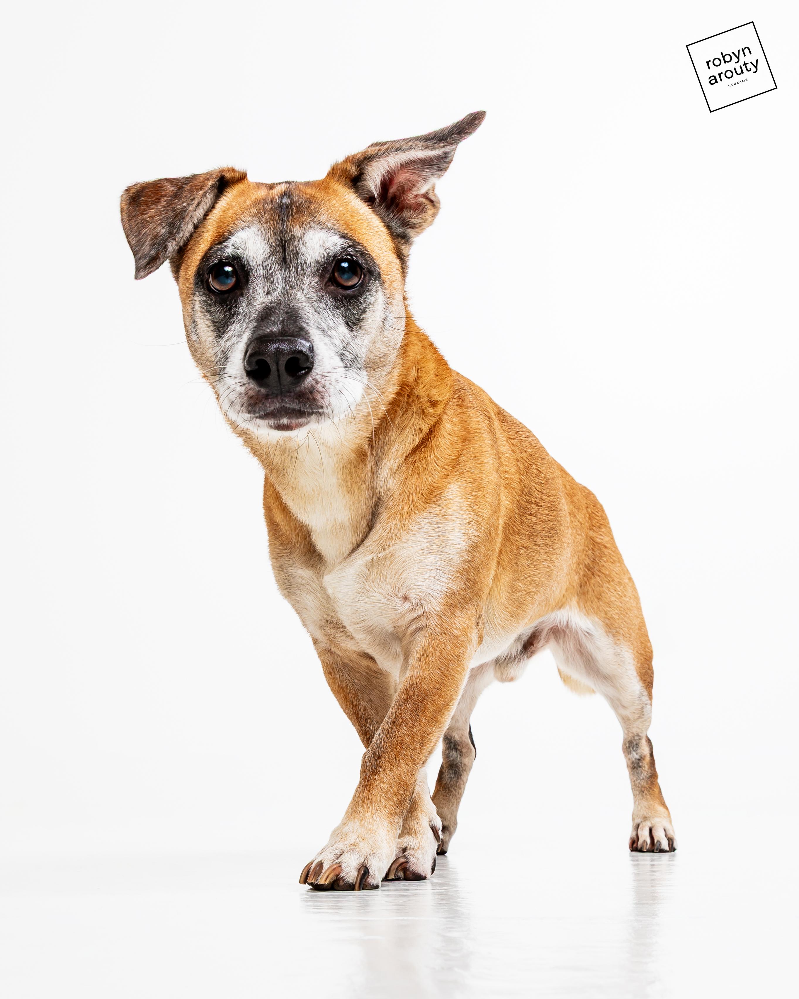 Enlarge Malone, a ADOPTABLE mixed breed in Houston, TX image 3/4