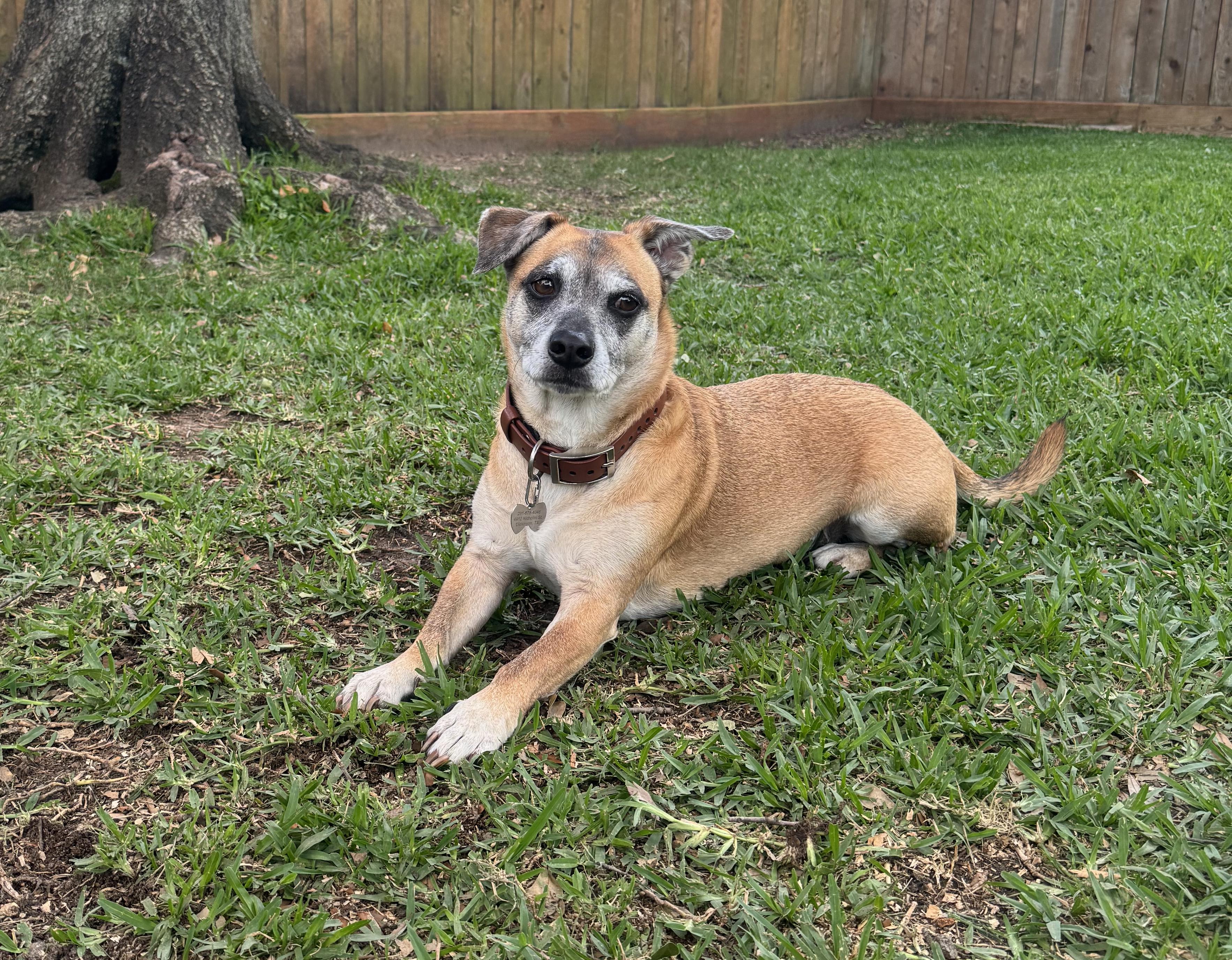 Enlarge Malone, a ADOPTABLE mixed breed in Houston, TX image 4/4