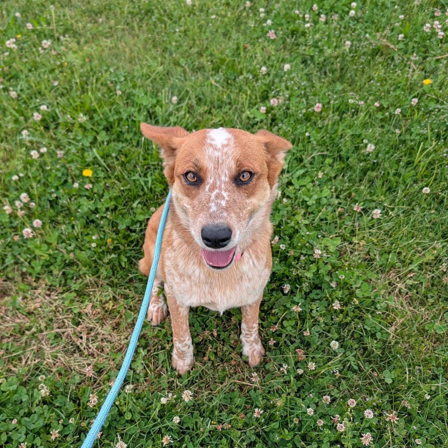 Baby, adoptable, Adult Female Australian Cattle Dog / Blue Heeler.