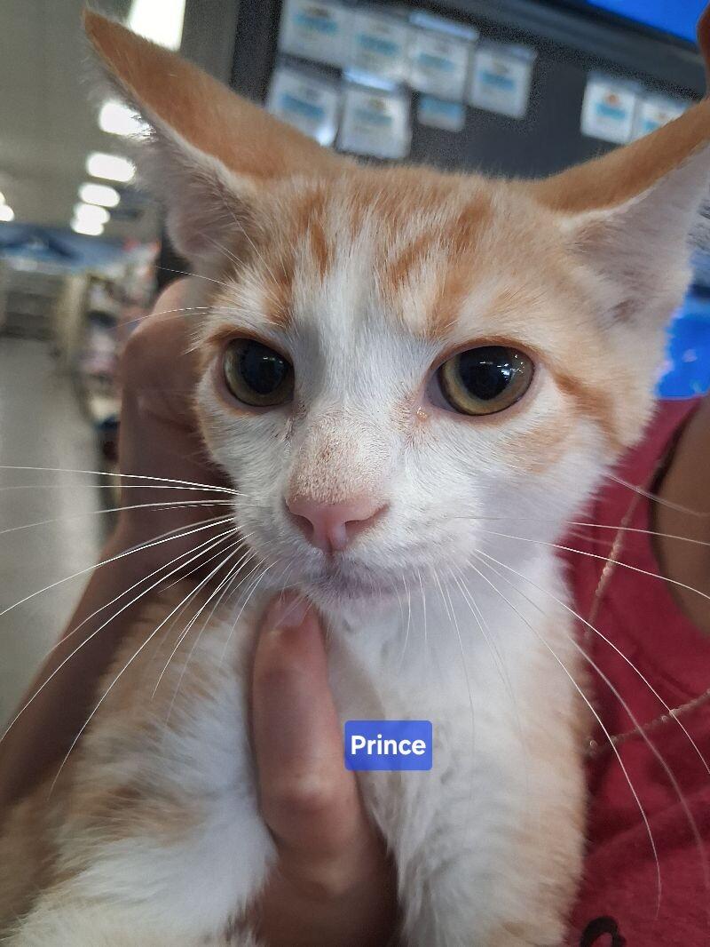 Prince, Adoptable, Adult Male Domestic Short Hair.