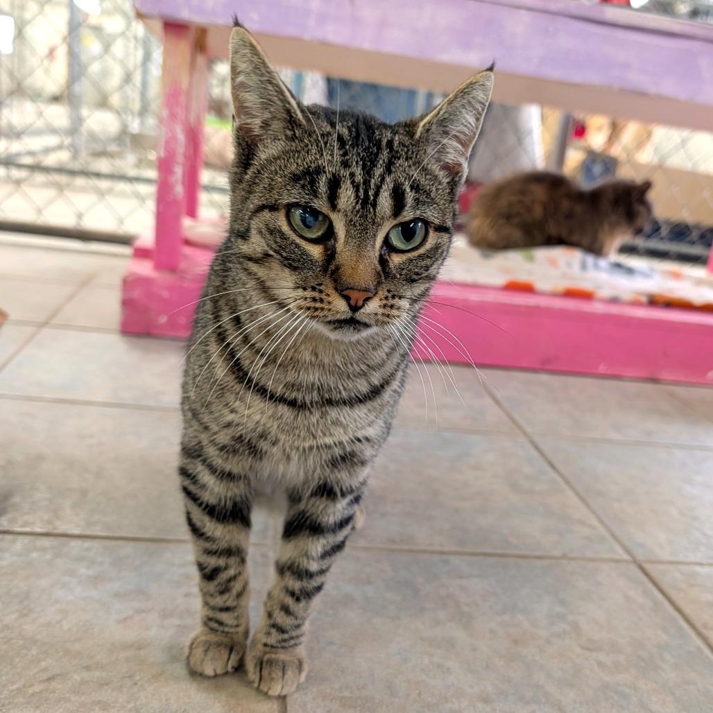 Windshield Wiper (Vestal PetSmart), Adoptable, Adult Female Domestic Short Hair.
