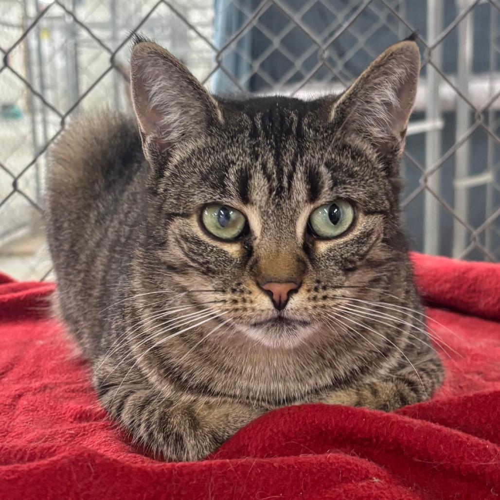 Enlarge Windshield Wiper (Vestal PetSmart), a Adoptable Domestic Short Hair in East Smithfield , PA image 3/6