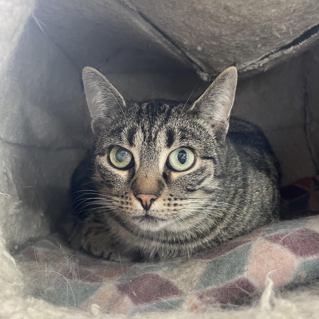 Enlarge Windshield Wiper (Vestal PetSmart), a Adoptable Domestic Short Hair in East Smithfield , PA image 4/6