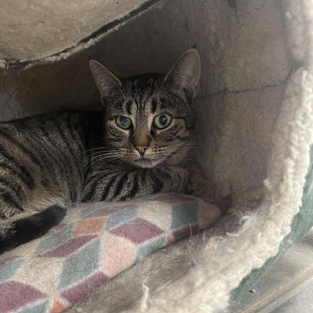 Enlarge Windshield Wiper (Vestal PetSmart), a Adoptable Domestic Short Hair in East Smithfield , PA image 5/6