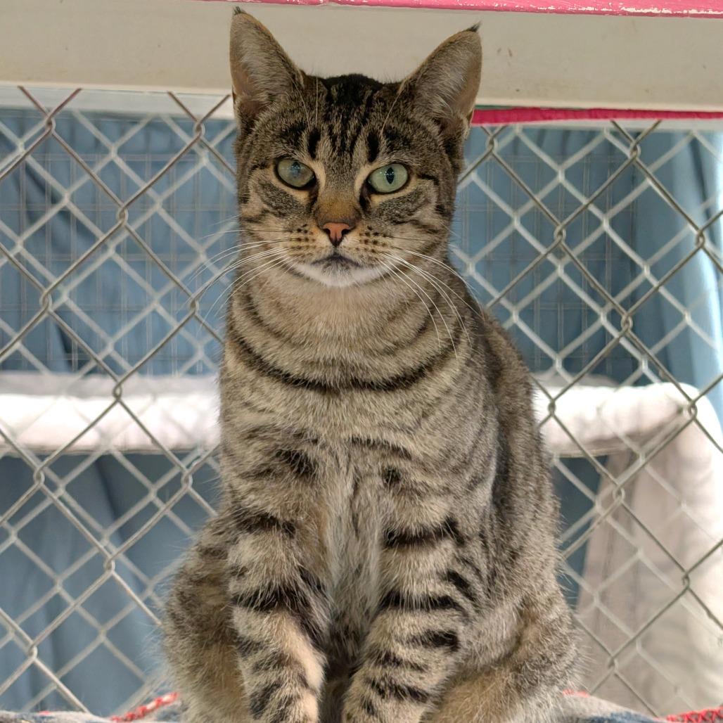 Enlarge Windshield Wiper (Vestal PetSmart), a Adoptable Domestic Short Hair in East Smithfield , PA image 6/6