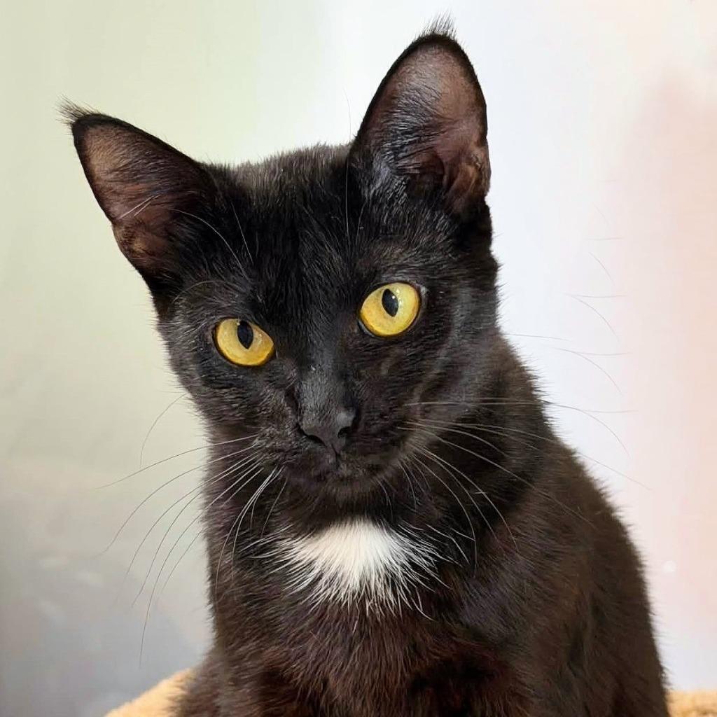 Ebony, Adoptable, Young Female Domestic Short Hair.