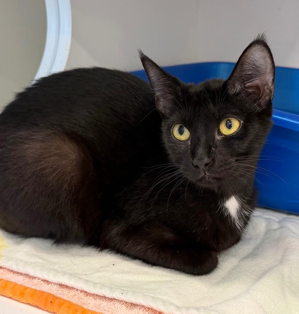 Ebony, Adoptable, Young Female Domestic Short Hair.