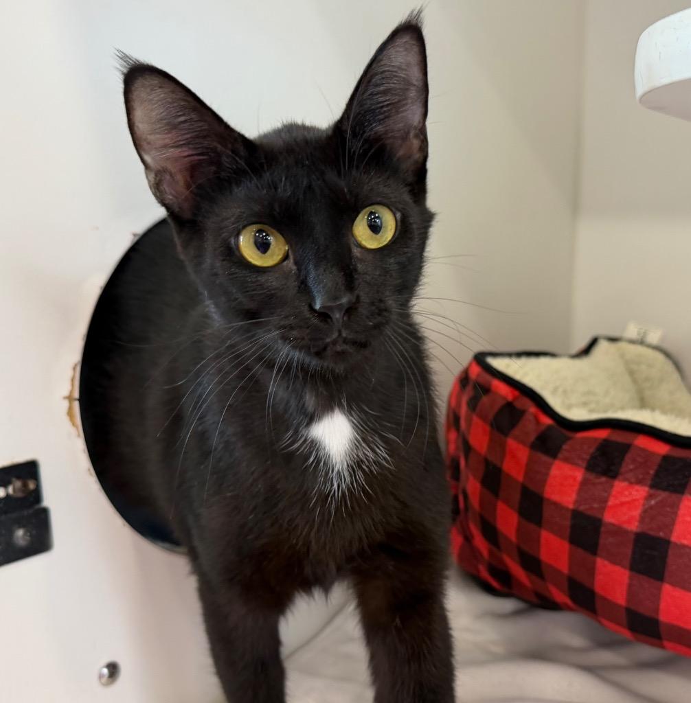 Ebony, a Adoptable mixed breed in Columbia, IL image 2/4