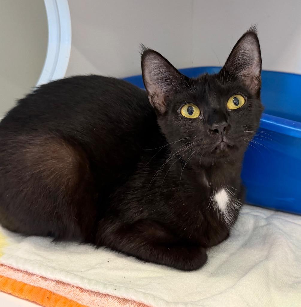 Ebony, a Adoptable mixed breed in Columbia, IL image 3/4