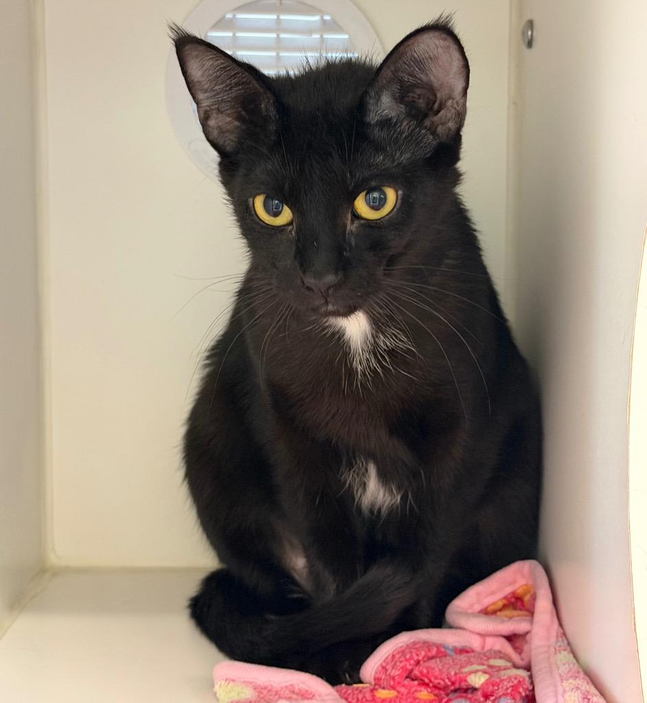 Ebony, a Adoptable mixed breed in Columbia, IL image 4/4