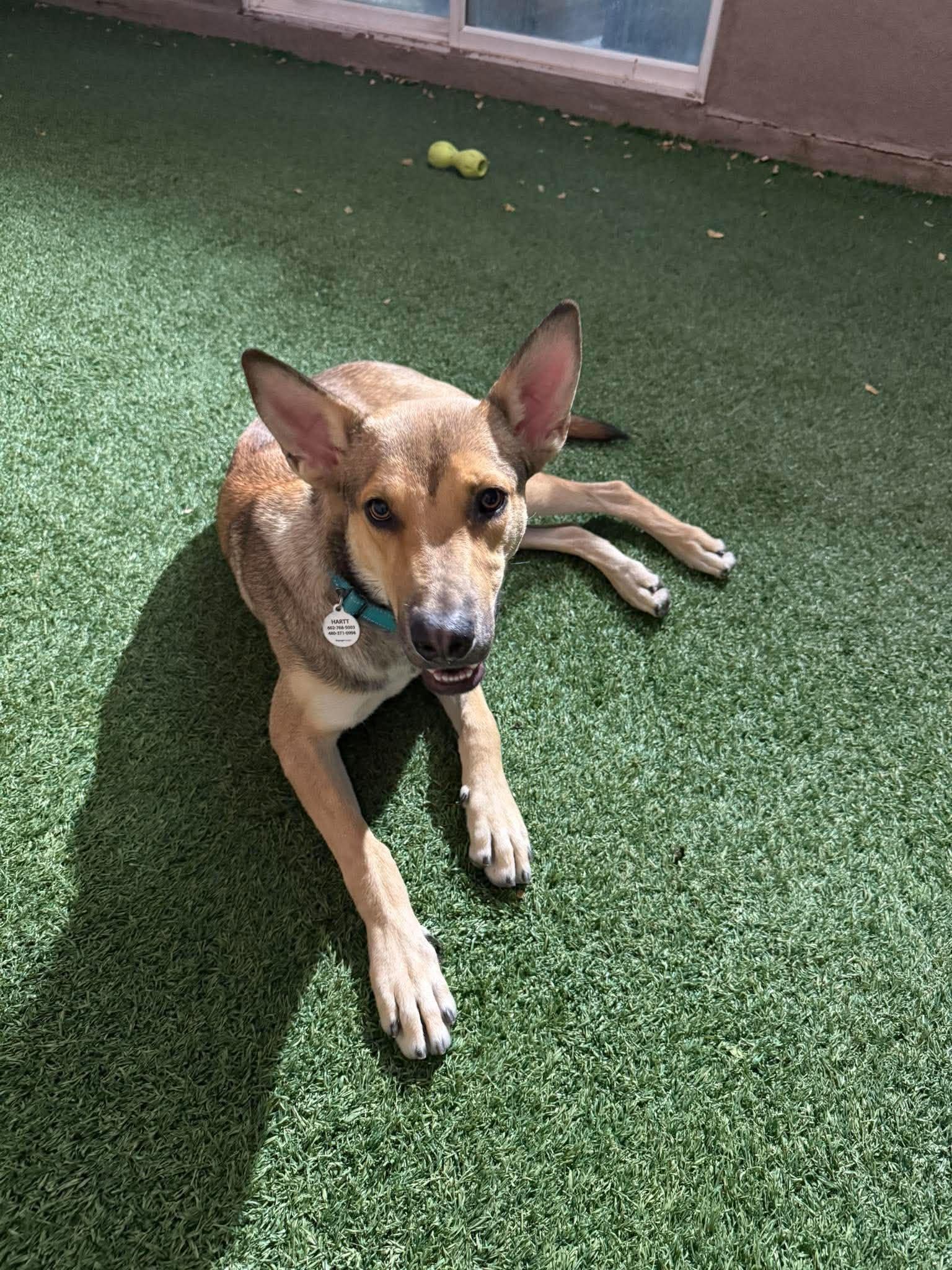 Enlarge Tagalong, a Adoptable mixed breed in Phoenix, AZ image 1/6