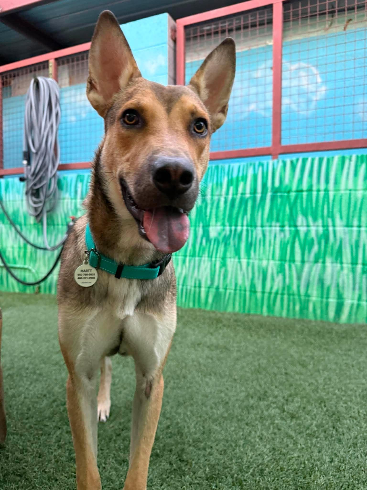 Enlarge Tagalong, a Adoptable mixed breed in Phoenix, AZ image 2/6
