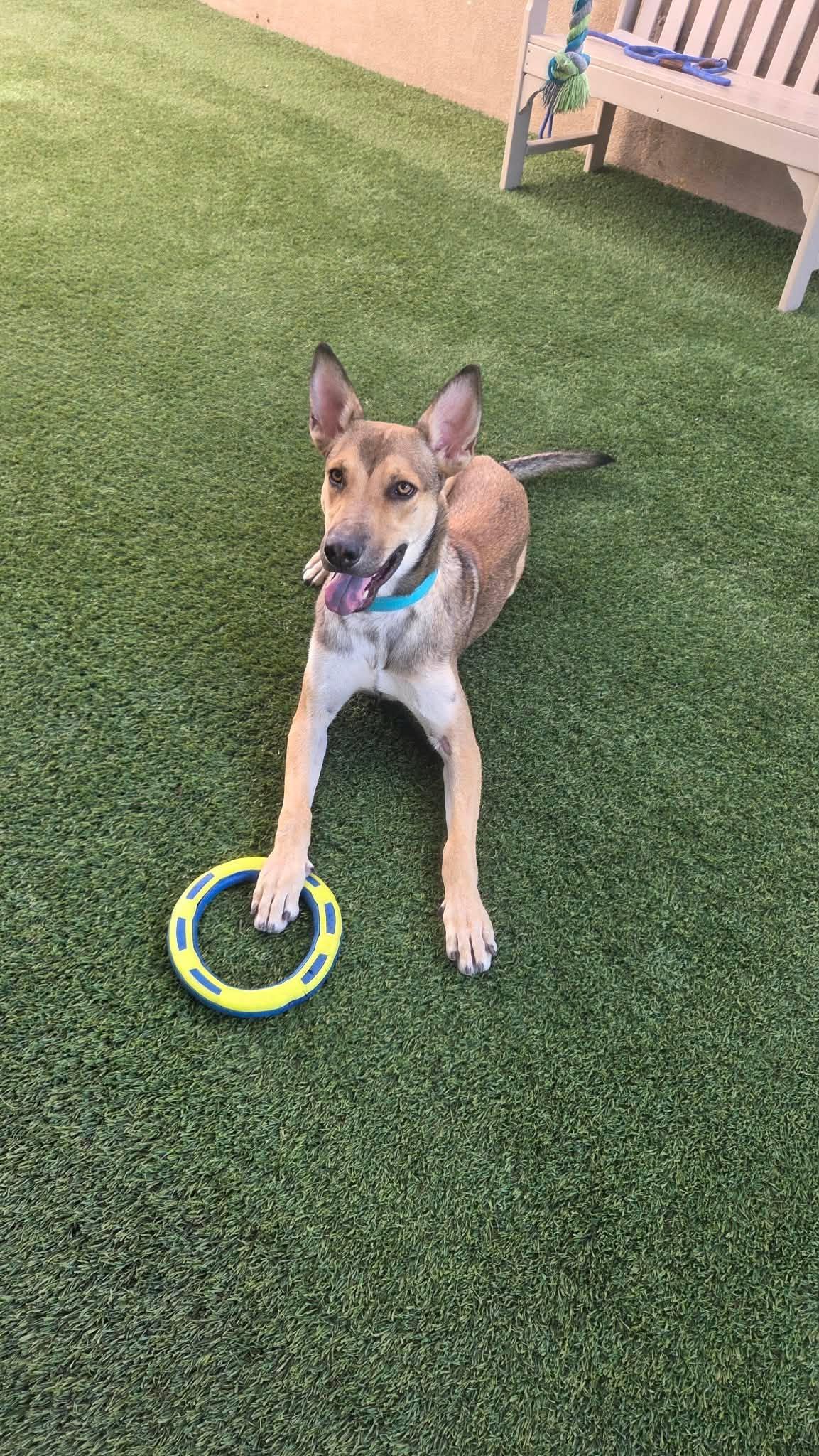 Enlarge Tagalong, a Adoptable mixed breed in Phoenix, AZ image 3/6