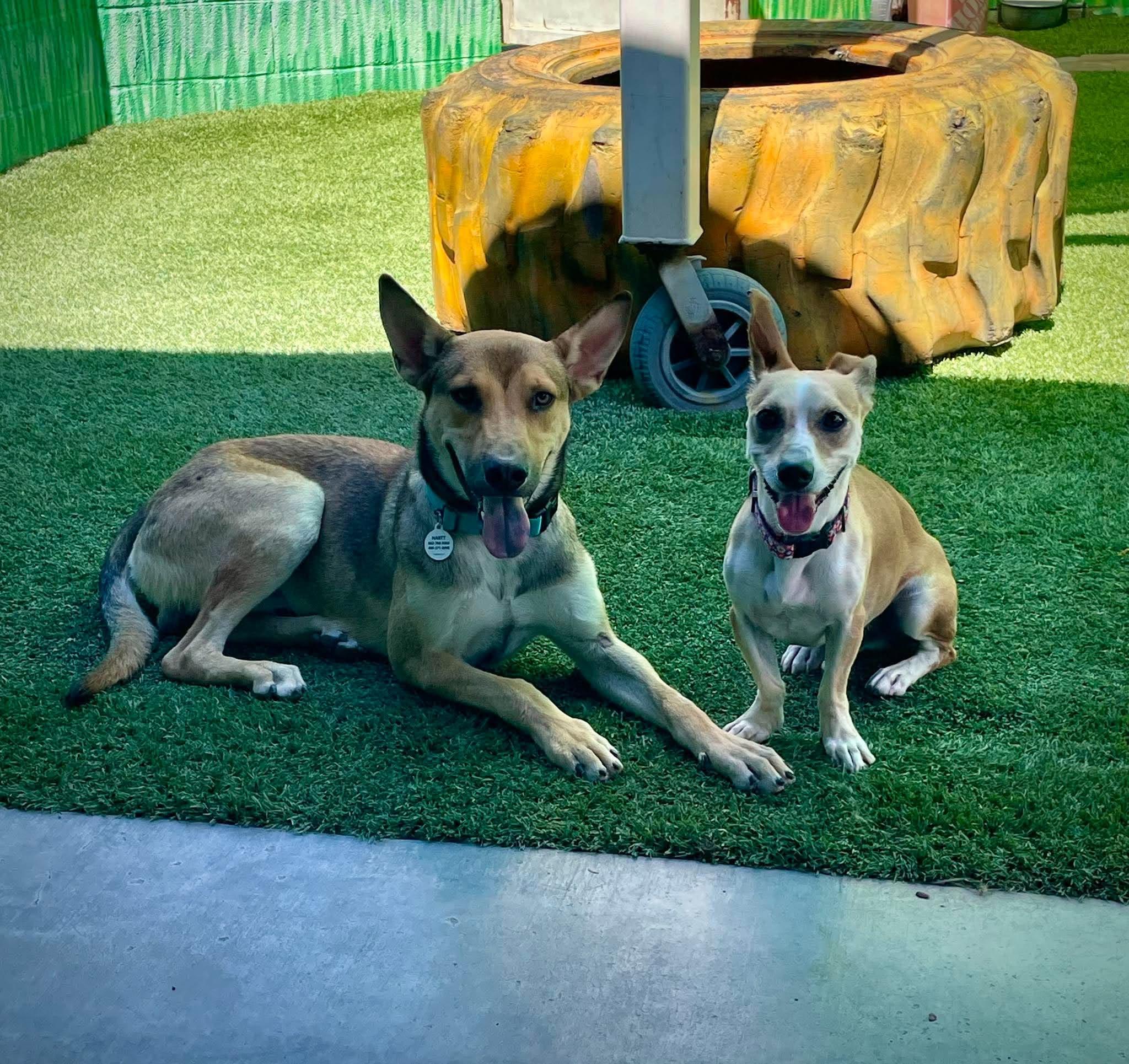 Enlarge Tagalong, a Adoptable mixed breed in Phoenix, AZ image 4/6