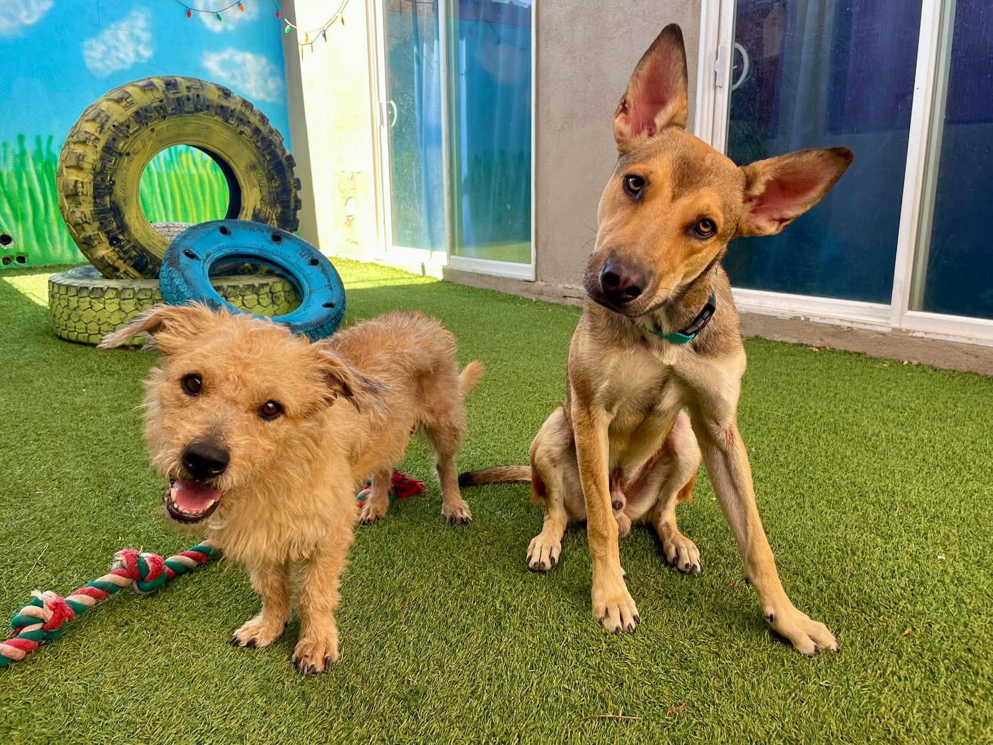 Enlarge Tagalong, a Adoptable mixed breed in Phoenix, AZ image 5/6