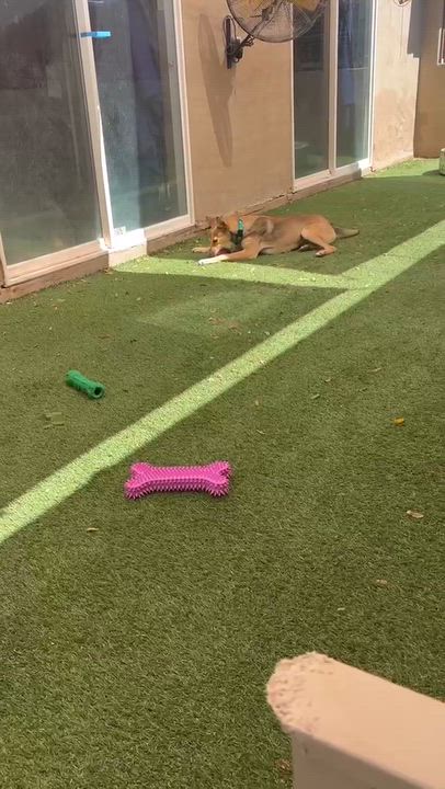 Enlarge Tagalong, a Adoptable mixed breed in Phoenix, AZ video 6/6