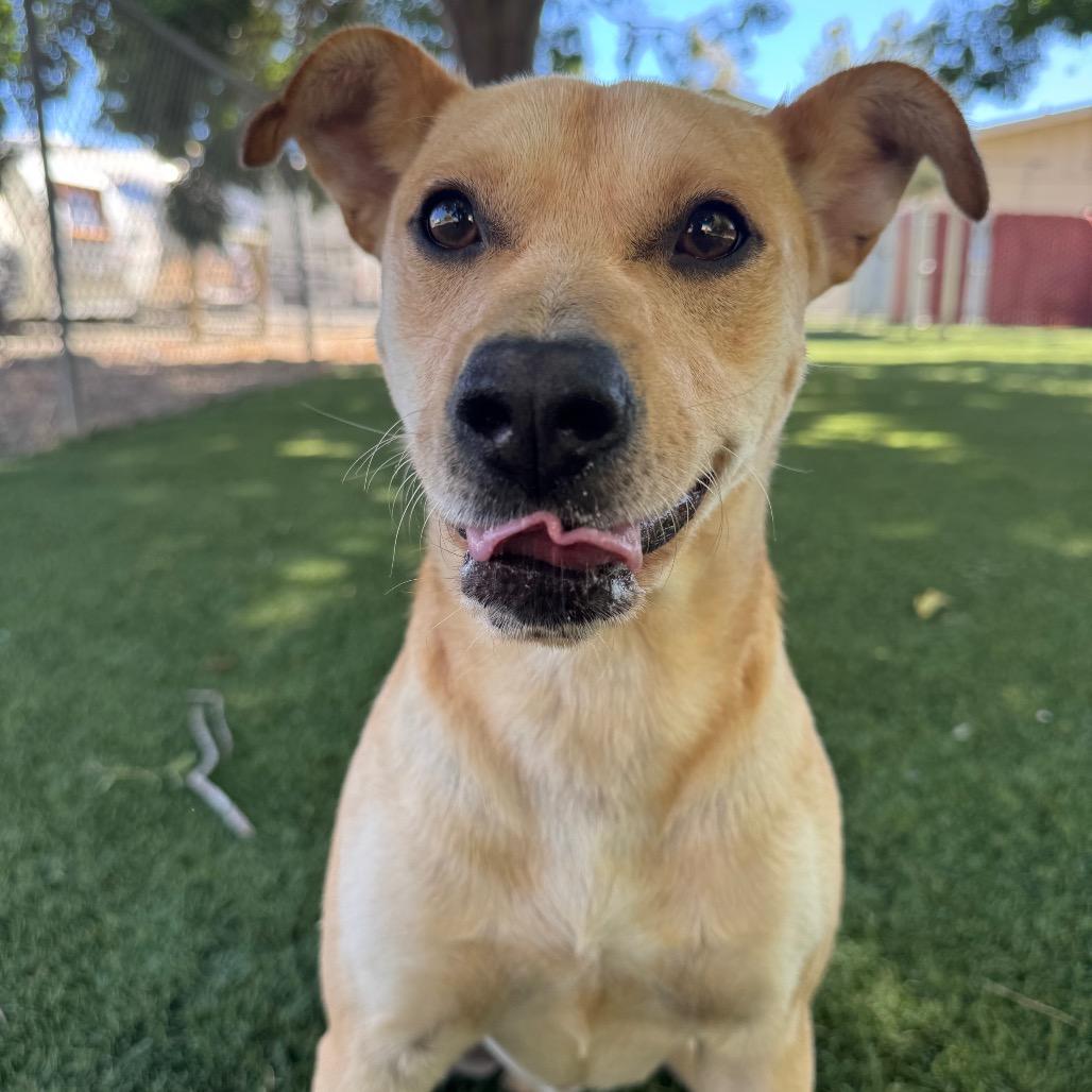 Brennan, Adoptable, Adult Male Labrador Retriever & Mixed Breed.
