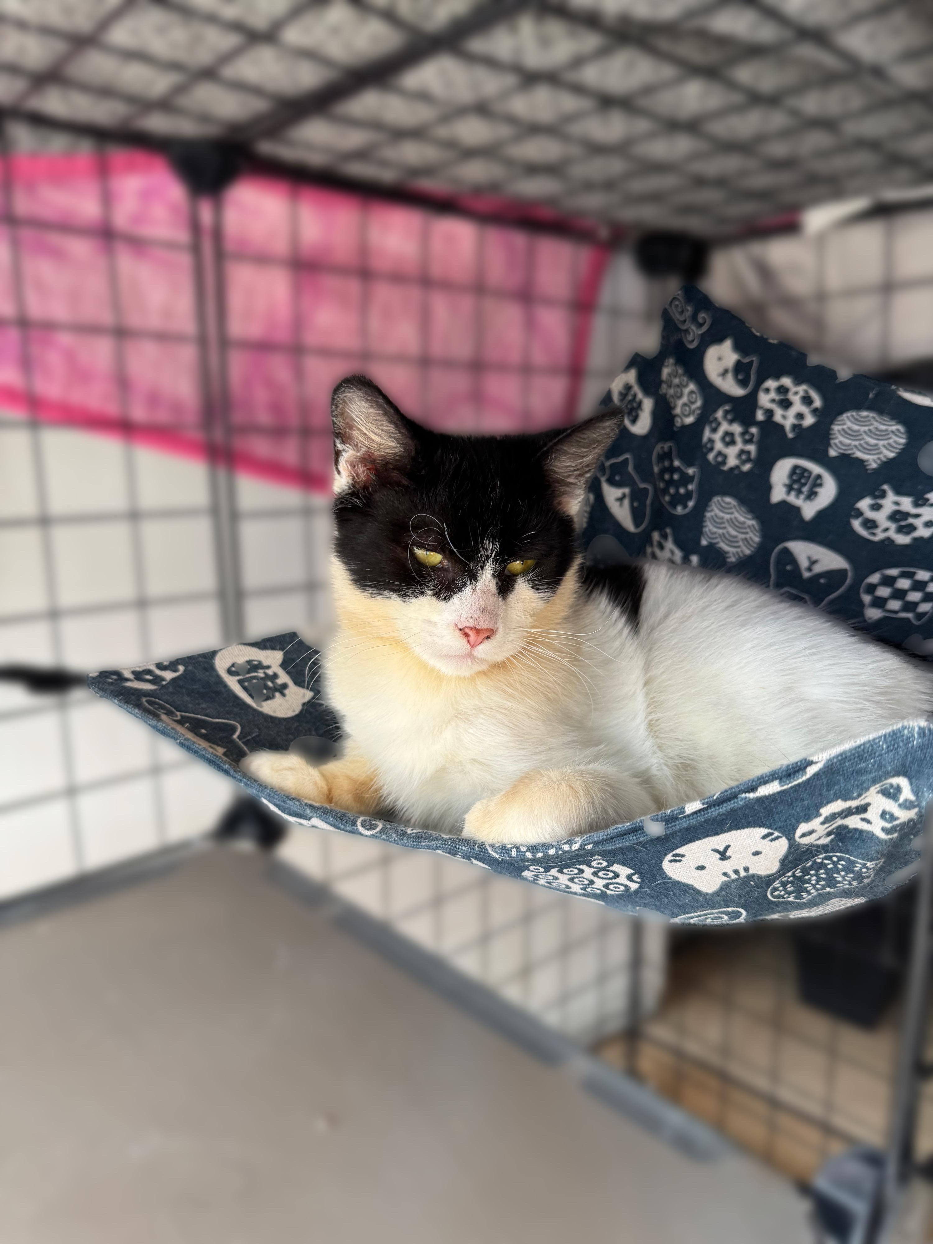 Gary, a Adoptable Domestic Short Hair in Bell Gardens, CA image 6/6