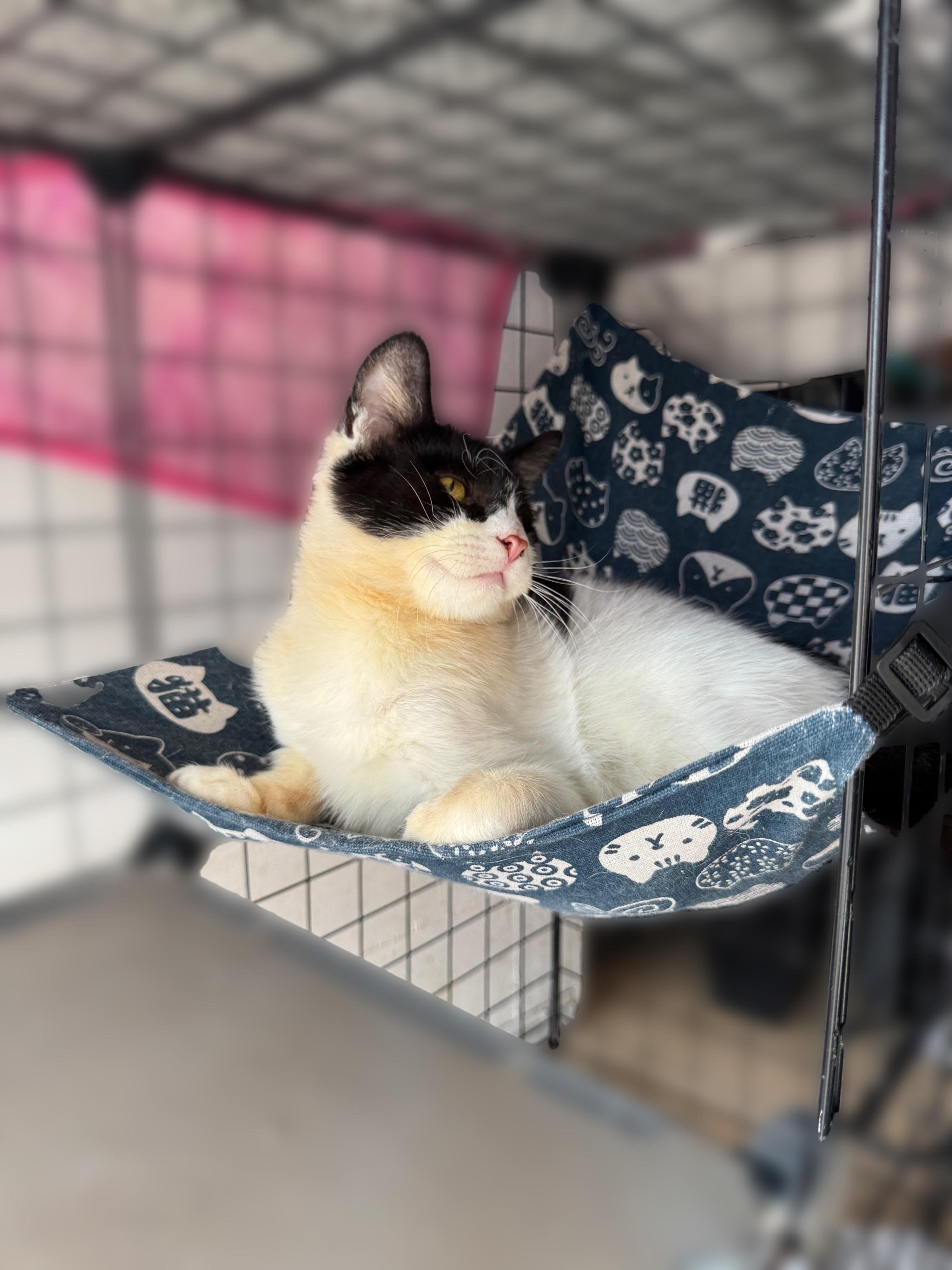 Gary, a Adoptable Domestic Short Hair in Bell Gardens, CA image 5/6